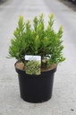 Arbutus unedo MERCURIUS (PBR) Kont. 10L 60-80 cm +B