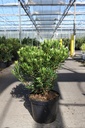 Arbutus unedo MERCURIUS (PBR) cont. 10L 60-80 cm +ф