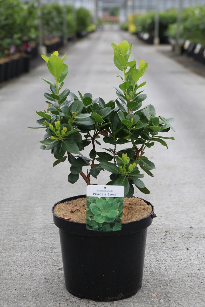 [P] Arbutus unedo PEACE & LOVE (PBR) cont. 10L 60-80 cm +p