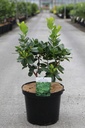 Arbutus unedo PEACE & LOVE (PBR) Kont. 10L 60-80 cm +B