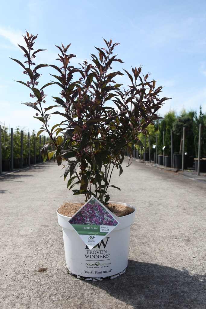[P] Callicarpa Proven Winners® PEARL GLAM (PBR) cont. 10L deco 60-80 cm +B