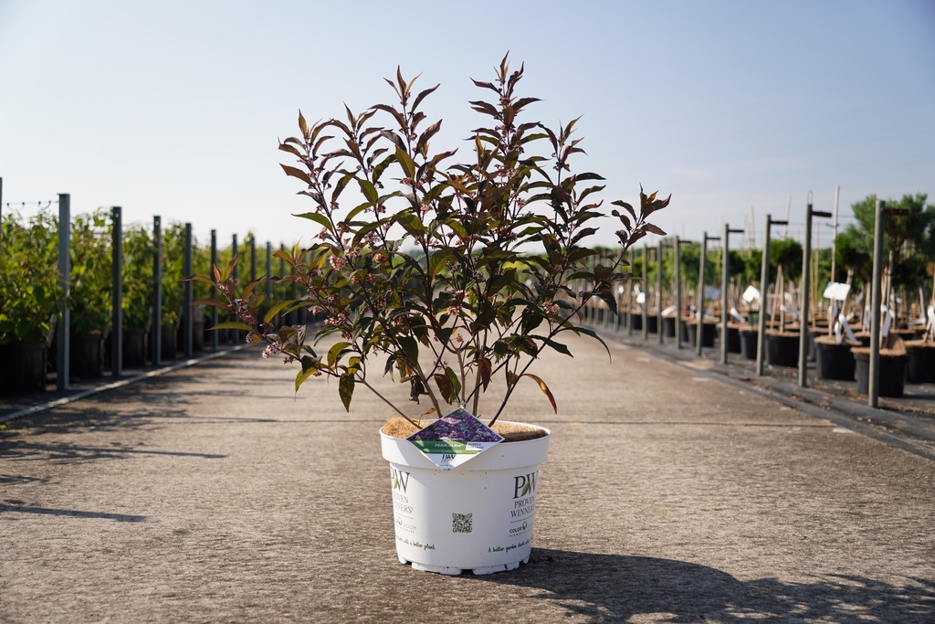 [P] Callicarpa Proven Winners® PEARL GLAM (PBR) cont. 10L deco 60-80 cm +p