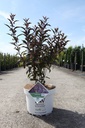 Callicarpa Proven Winners® PEARL GLAM (PBR) cont. 10L deco 60-80 cm +ф