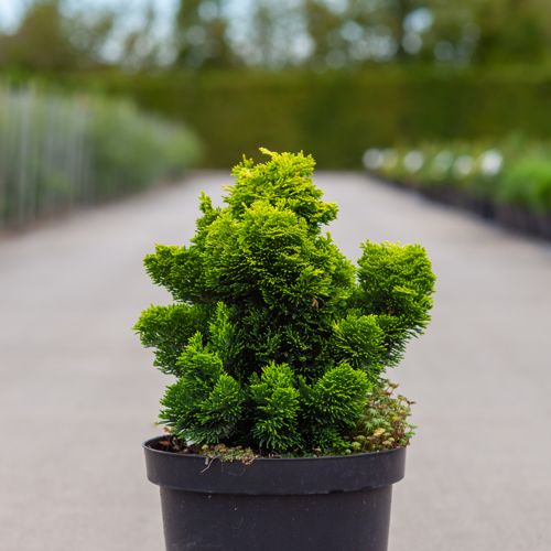Chamaecyparis obtusa 'Nana Aurea' cont. 7,5L 30/+ cm