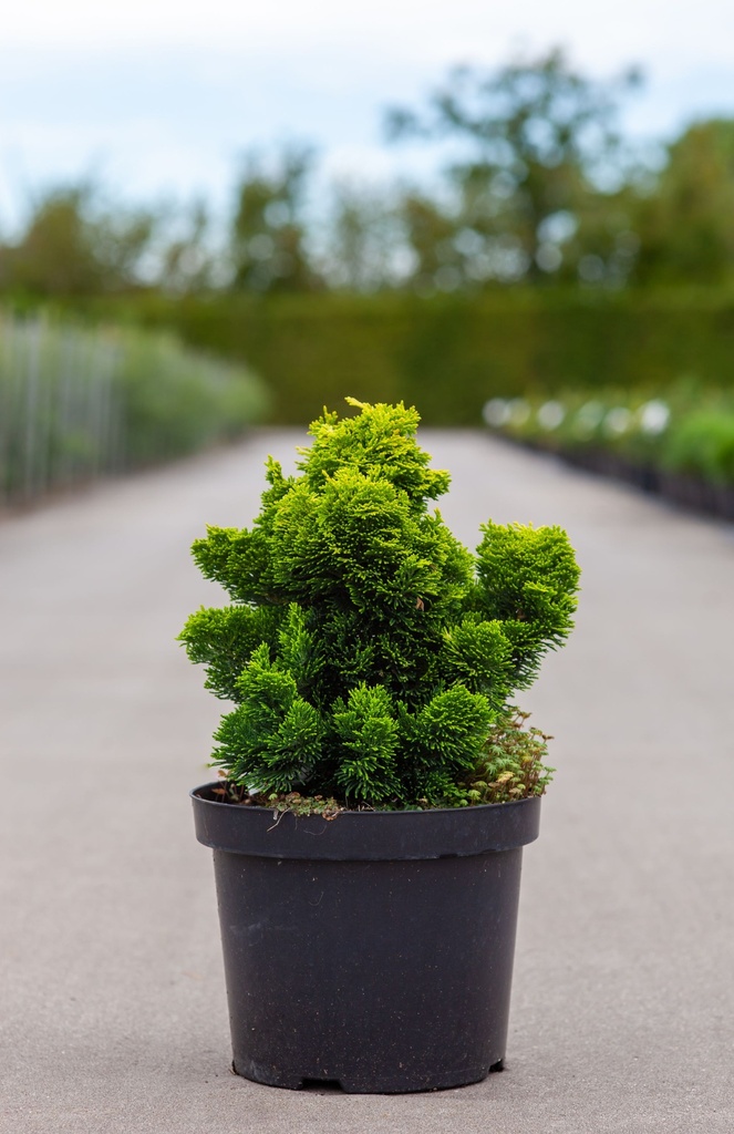 Chamaecyparis obtusa 'Nana Aurea' cont. 7,5L 30/+ cm