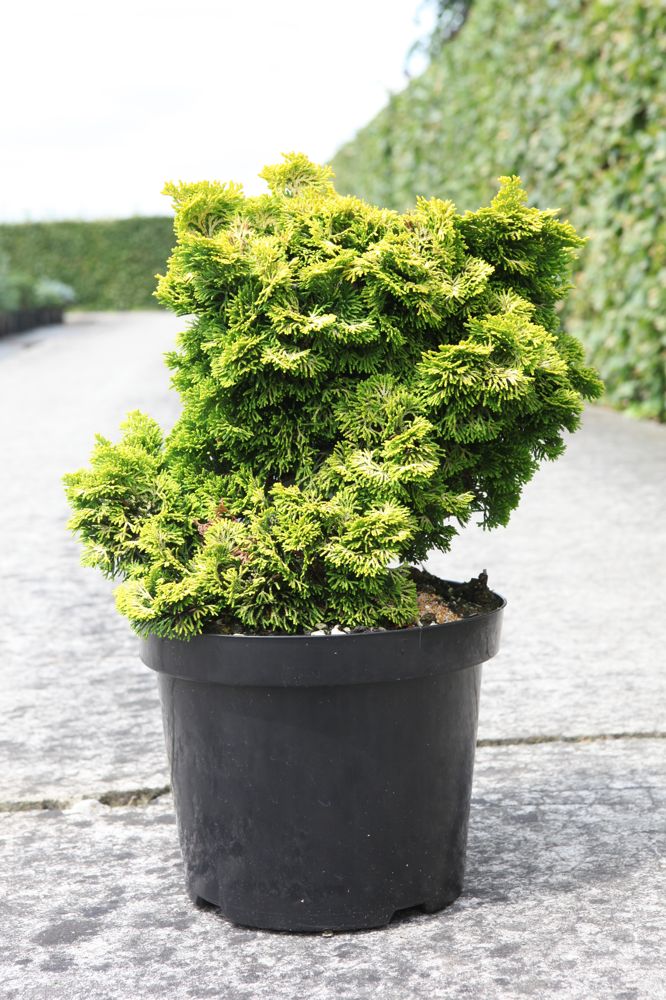 Chamaecyparis obtusa 'Nana Aurea' cont. 7,5L 30/+ cm