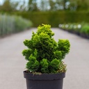 Chamaecyparis obtusa 'Nana Aurea' cont. 7,5L 30/+ cm
