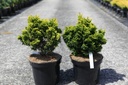 Chamaecyparis obtusa 'Nana Aurea' cont. 7,5L 30/+ cm