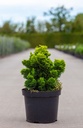 Chamaecyparis obtusa 'Nana Aurea' cont. 7,5L 30/+ cm