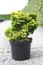 Chamaecyparis obtusa 'Nana Aurea' cont. 7,5L 30/+ cm