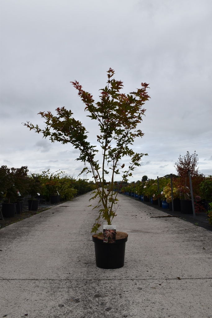 Acer palmatum BROWN SUGAR (PBR) cont. 10L 60-80 cm +f