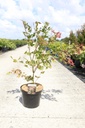 Acer palmatum BROWN SUGAR (PBR) Kont. 10L 60-80 cm +B