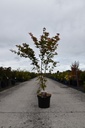 Acer palmatum BROWN SUGAR (PBR) cont. 10L 60-80 cm +f
