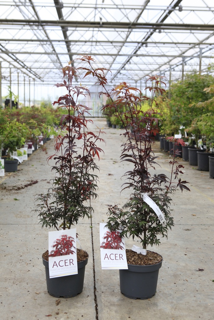 [P] Acer palmatum 'Skeeter's Broom' cont. 4L 50-60 cm +B