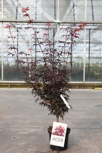 [P] Acer palmatum 'Skeeter's Broom' cont. 4L 50-60 cm +p