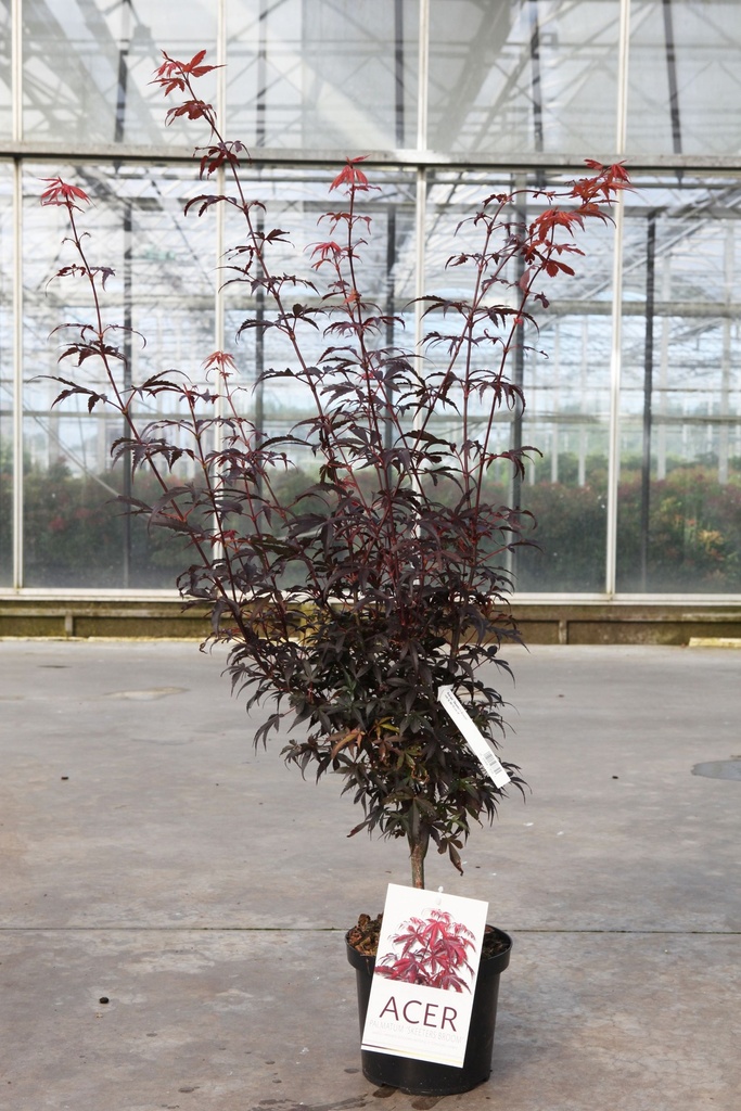 [P] Acer palmatum 'Skeeter's Broom' cont. 4L 50-60 cm +p