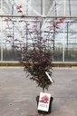 Acer palmatum 'Skeeter's Broom' cont. 4L 50-60 cm +B