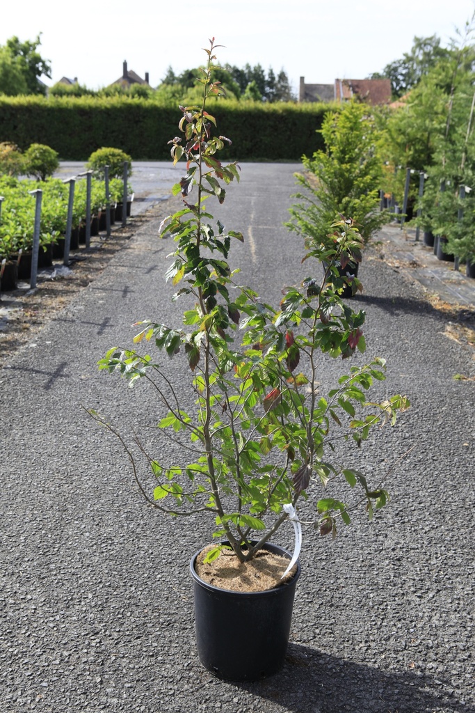 [P] Parrotia persica 'Bella' cont. 12L 80-100 cm +f