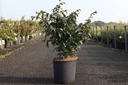 Parrotia persica 'Bella' cont. 12L 80-100 cm +ф