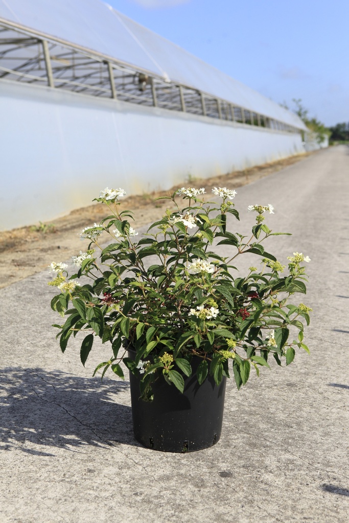 [P] Viburnum plicatum SHIROGAMI (PBR) Kont. 12L 60/+ cm +B