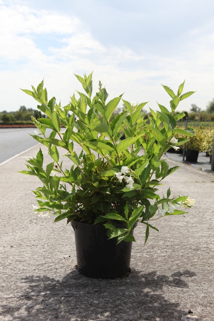 [P] Weigela 'Bristol Snowflake' cont. 10L 60-80 cm +B
