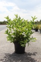 Weigela 'Bristol Snowflake' cont. 10L 60-80 cm +ф