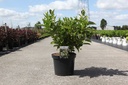 Weigela 'Bristol Snowflake' cont. 10L 60-80 cm +B