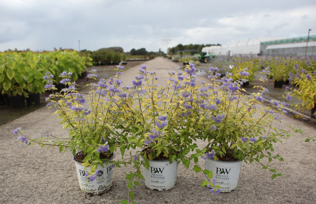 [P] Caryopteris incana Proven Winners® SUNNY BLUE cont. 3L Proven Winners® 30-40 cm +p