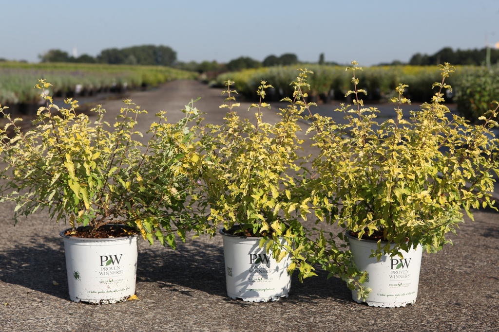[P] Caryopteris incana Proven Winners® SUNNY BLUE cont. 3L deco 30-40 cm +ф