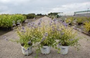 Caryopteris incana Proven Winners® SUNNY BLUE cont. 3L deco 30-40 cm +ф