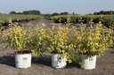 Caryopteris incana Proven Winners® SUNNY BLUE cont. 3L deco 30-40 cm +f