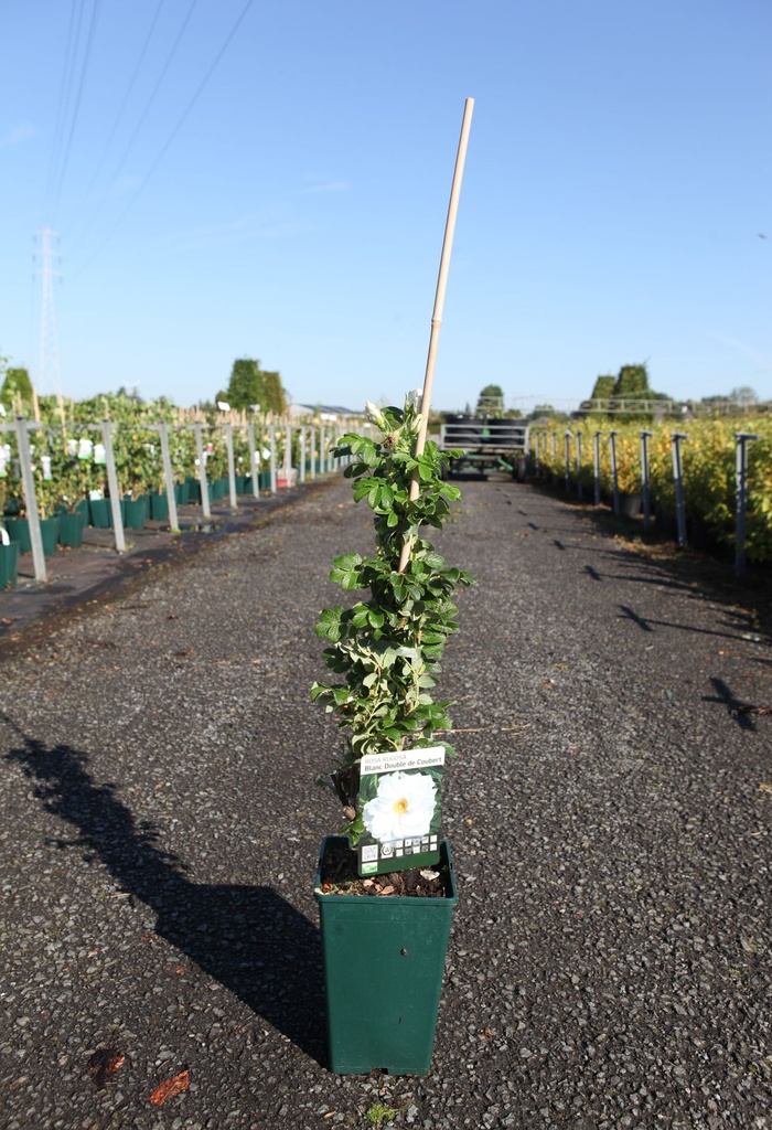 Rosa rugosa 'Blanc Double de Coubert' cont. 4L hoog 80-100 cm +f