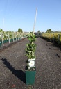 Rosa rugosa 'Blanc Double de Coubert' cont. 4L haut 80-100 cm +p