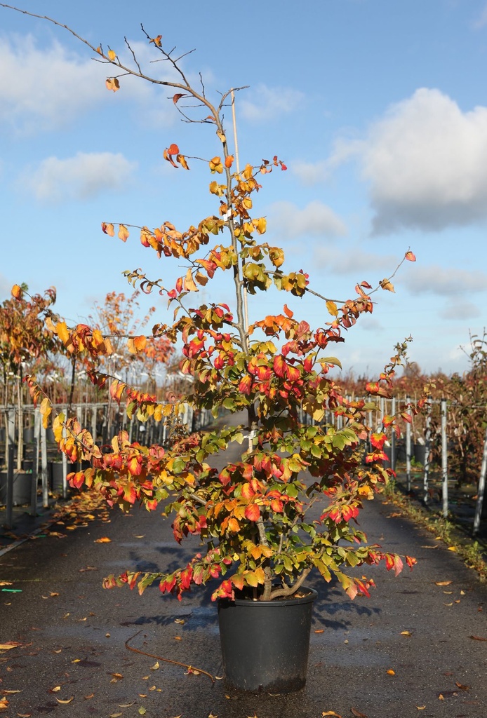 [P] Parrotia persica cont. 25L 125-150 cm +ф