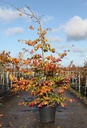 Parrotia persica cont. 25L 125-150 cm +f