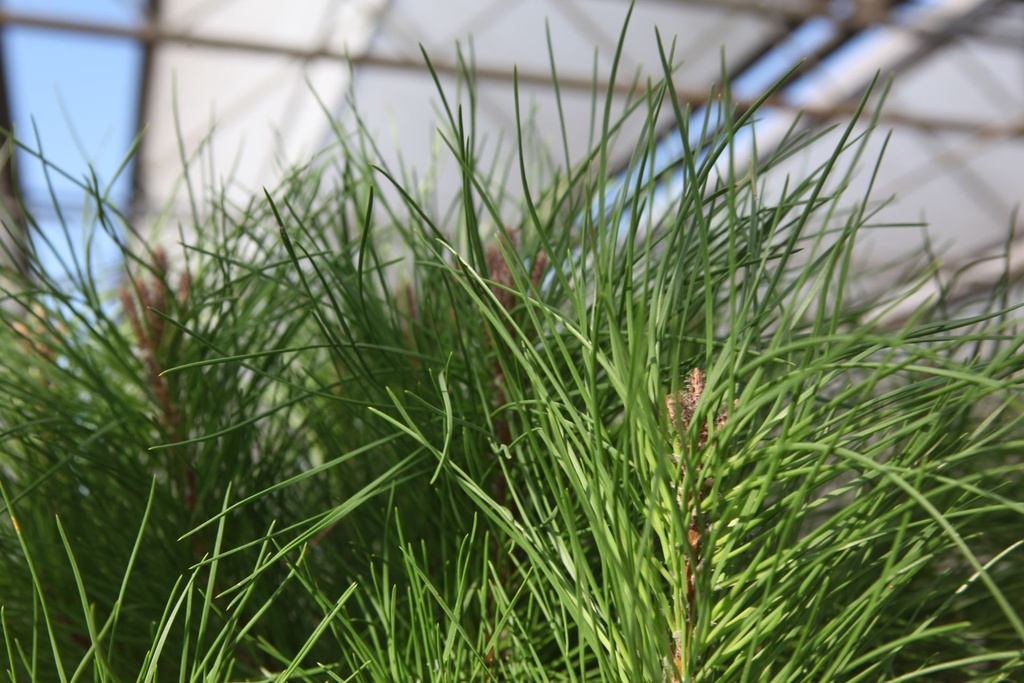 [P] Pinus pinea cont. 70L штамб 14-16