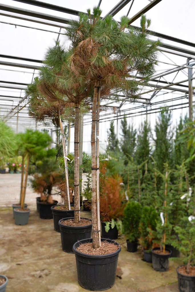 [P] Pinus pinea cont. 70L standard 14-16
