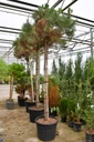 Pinus pinea cont. 70L hoogstam 14-16