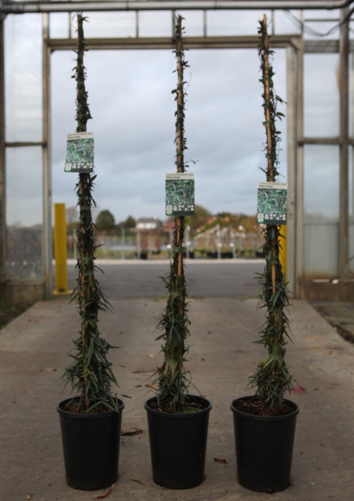 Trachelospermum jasminoides 'Waterwheel' cont. 7L high 125-150 cm +p