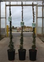 Trachelospermum jasminoides 'Waterwheel' cont. 7L haut 125-150 cm +p