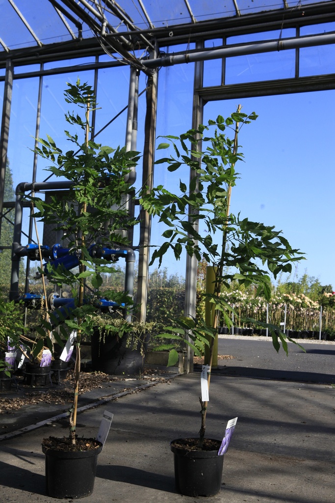 [P] Wisteria floribunda 'Burford' cont. 5L 150/+ cm (bleu) +p
