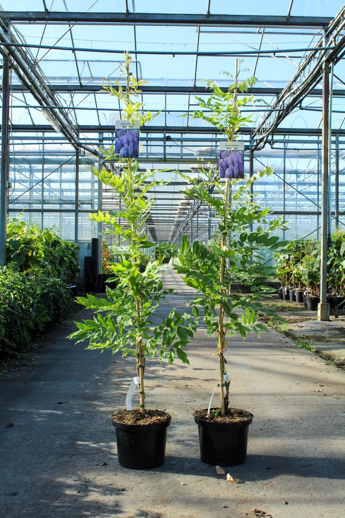 [P] Wisteria floribunda 'Burford' cont. 5L 150/+ cm (blue) +p
