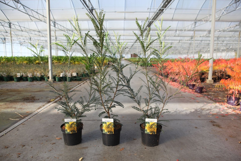 Sophora microphylla 'Sun King' cont. 3,6L 40-50 cm +f