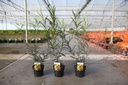 Sophora microphylla 'Sun King' cont. 3,6L 40-50 cm +B