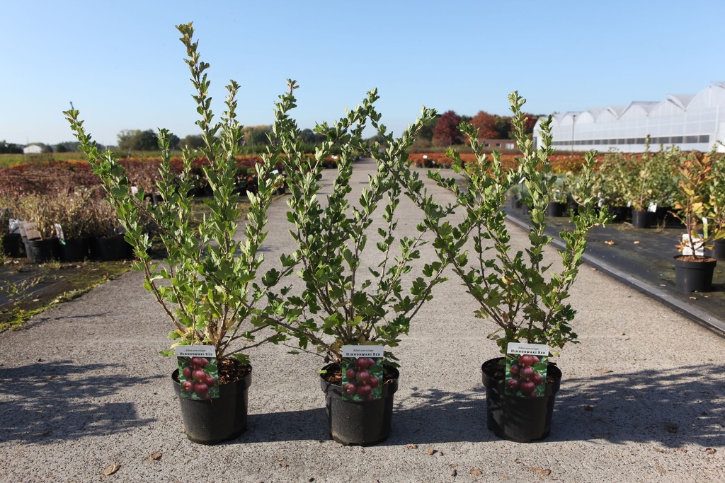 Ribes uva-crispa 'Hinnonmäki Red' cont. 3,6L 40-50 cm +p