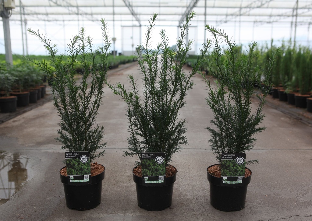 [P] Taxus media 'Groenland' cont. 3L 30-40 cm +p