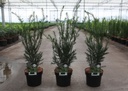 Taxus media 'Groenland' cont. 3L 30-40 cm +ф