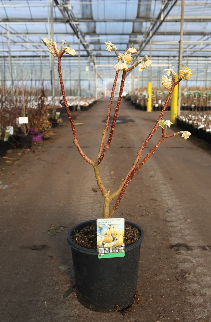 [P] Edgeworthia chrysantha 'Grandiflora' cont. 18L 80-100 cm +ф