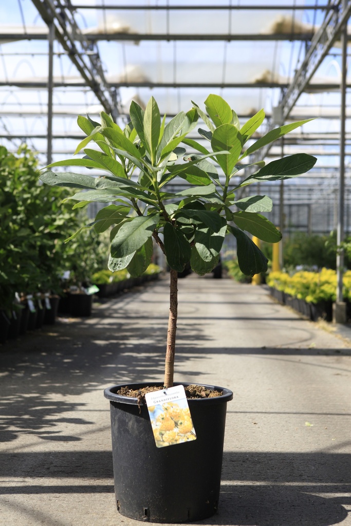 [P] Edgeworthia chrysantha 'Grandiflora' cont. 18L 80-100 cm +B