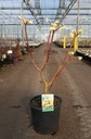 Edgeworthia chrysantha 'Grandiflora' cont. 18L 80-100 cm +ф